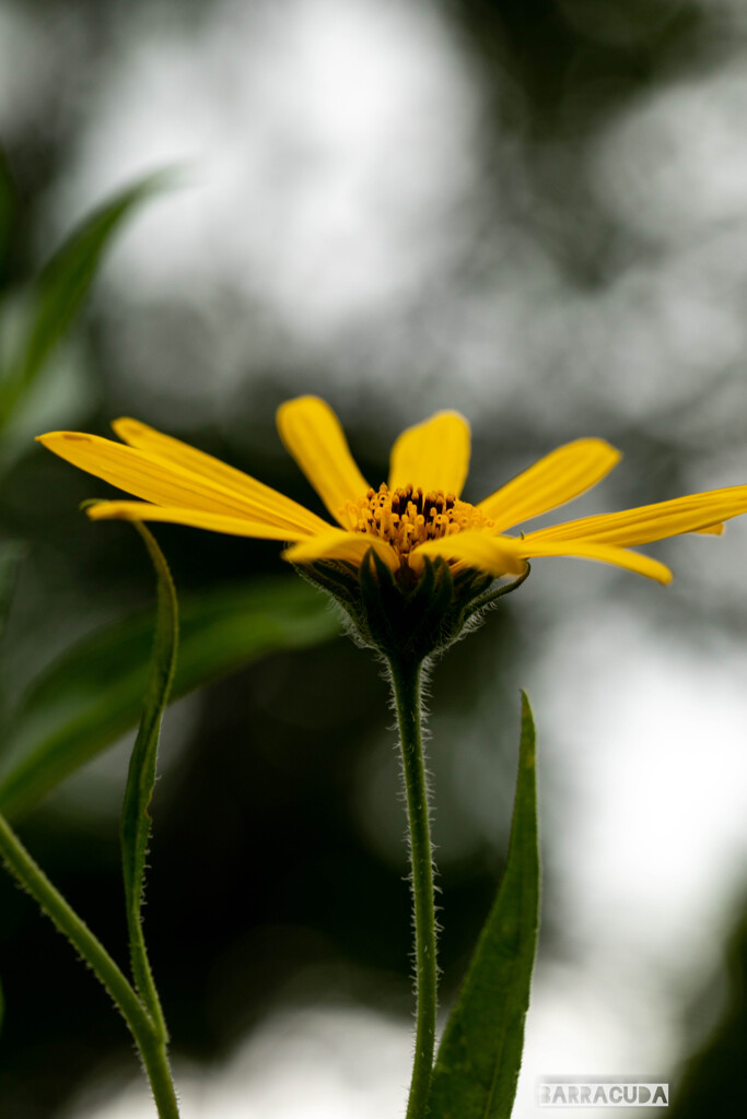 久しぶりのこども植物園⑥