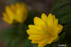 花を訪ねて④　キンポウゲシリーズ