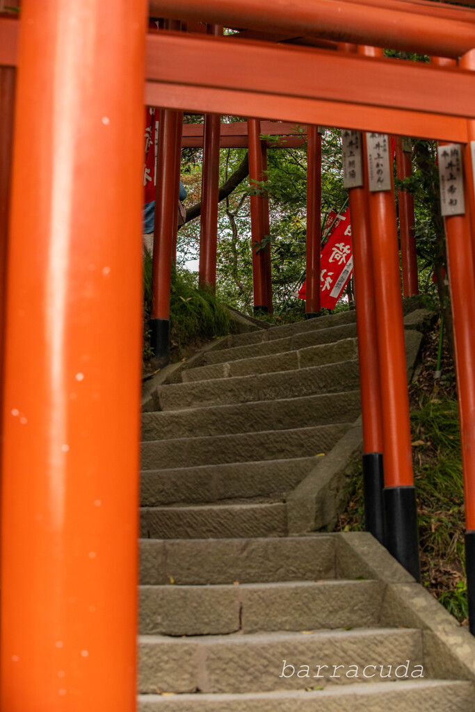 鎌倉・鶴岡八幡宮