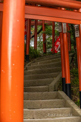 鎌倉・鶴岡八幡宮