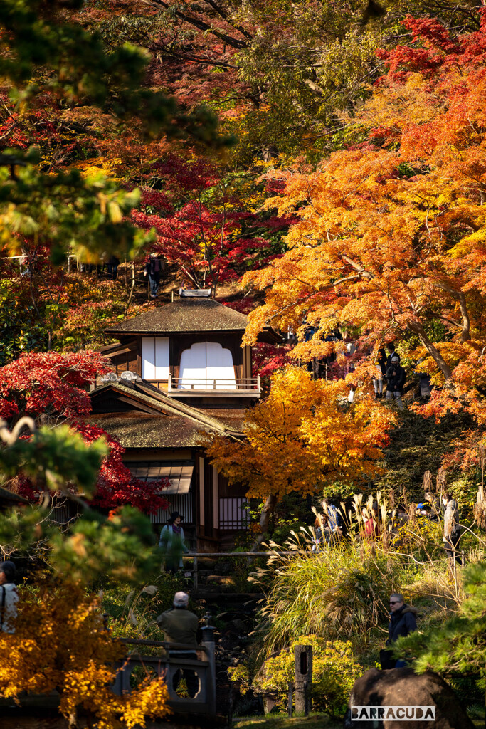 最後の紅葉・三渓園⑨