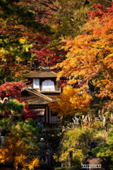 最後の紅葉・三渓園⑨