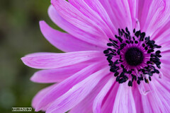 山下公園・港の見える丘公園の花シリーズ①