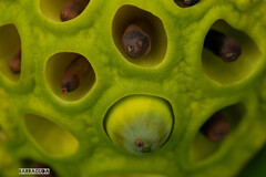 神代植物園・ハス③