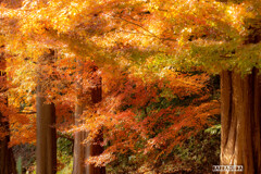 こども植物園も紅葉①