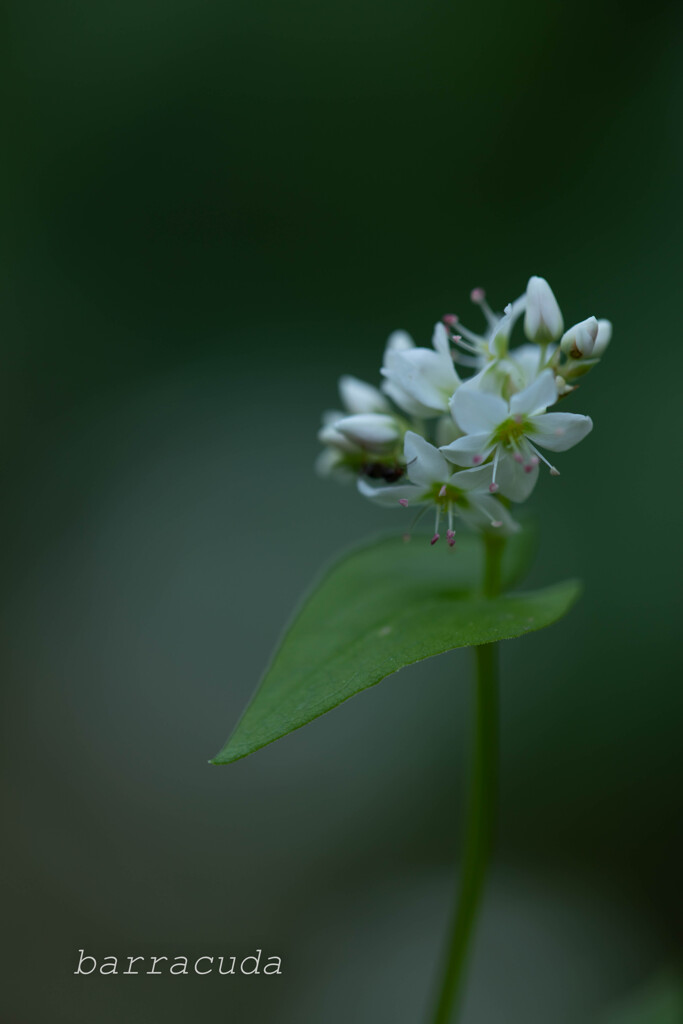本牧山頂公園シリーズ