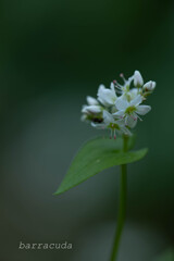 本牧山頂公園シリーズ