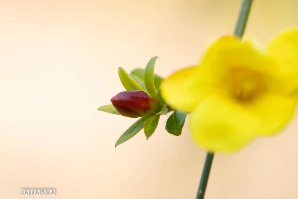 ヨコハマヒザクラ