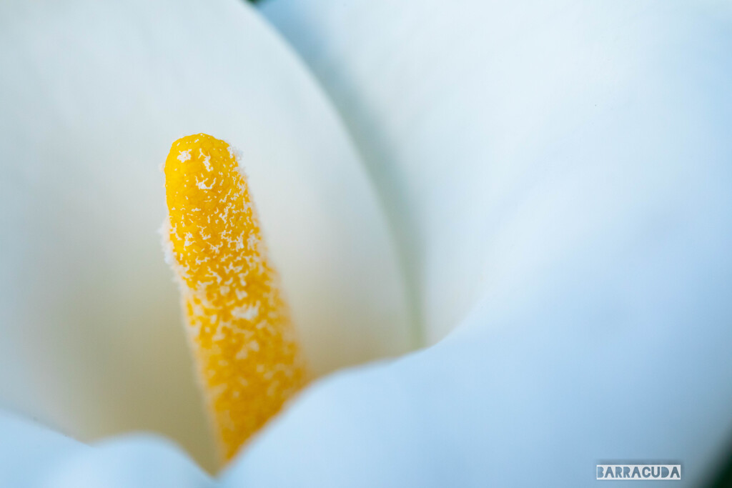 つつじ祭り　--帰り道--