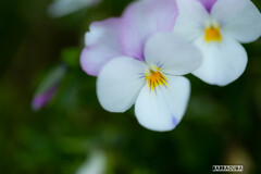 近くの公園にて④