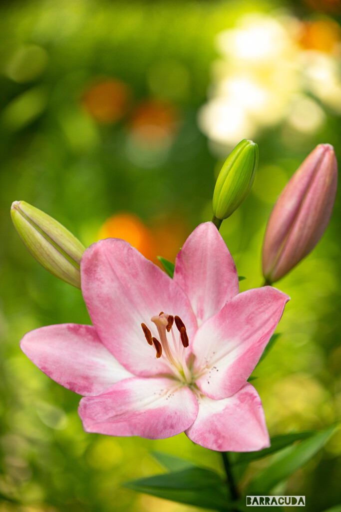 ユリシリーズ②