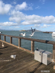 サンフランシスコ湾