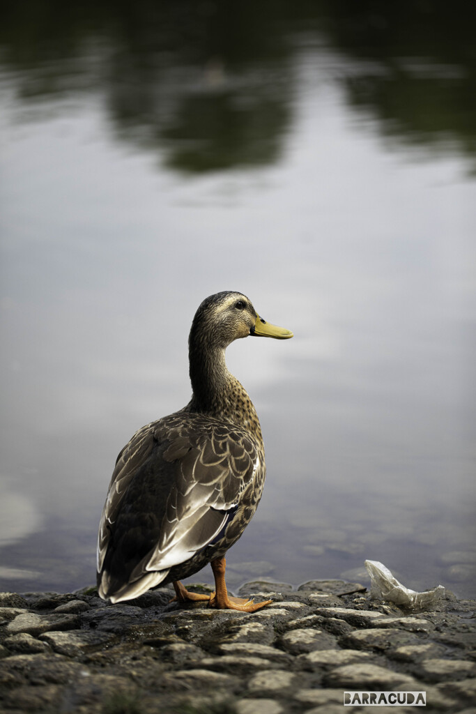 舎人(とねり)公園⑩