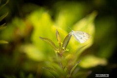 町田グランベリーパーク⑤