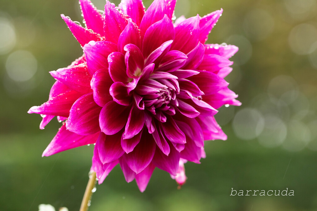 町田ダリア園シリーズ④