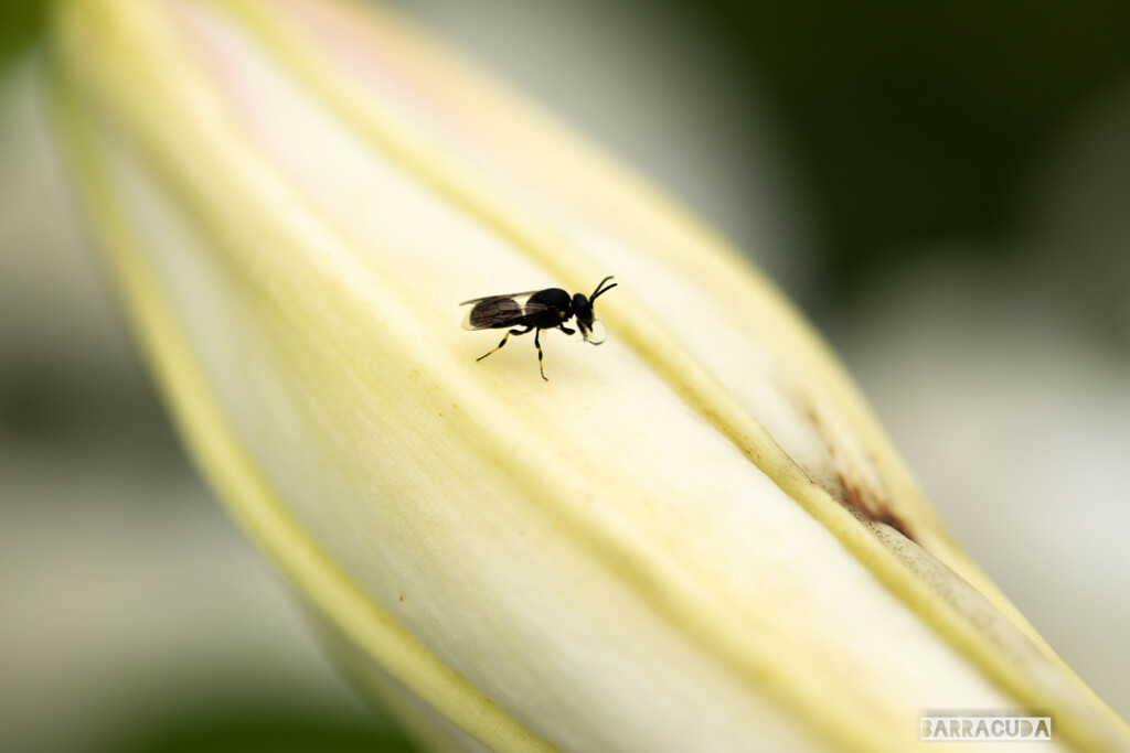 神代植物公園にて③