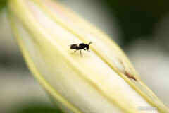 神代植物公園にて③