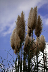 小さい秋を探しに⑨