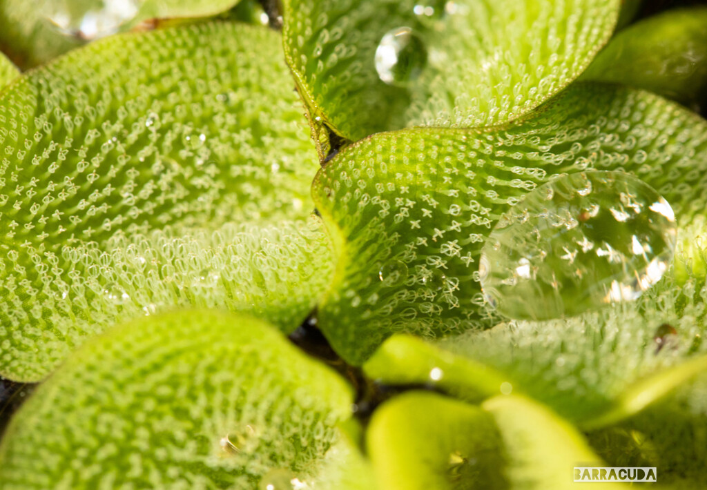 こども植物園草花シリーズ⑨　水草