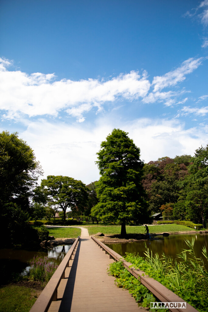 しんばやし公園⑤　夏の公園