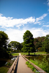 しんばやし公園⑤　夏の公園