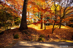 九品仏再び　光