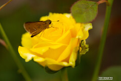 神代植物園:バラ④