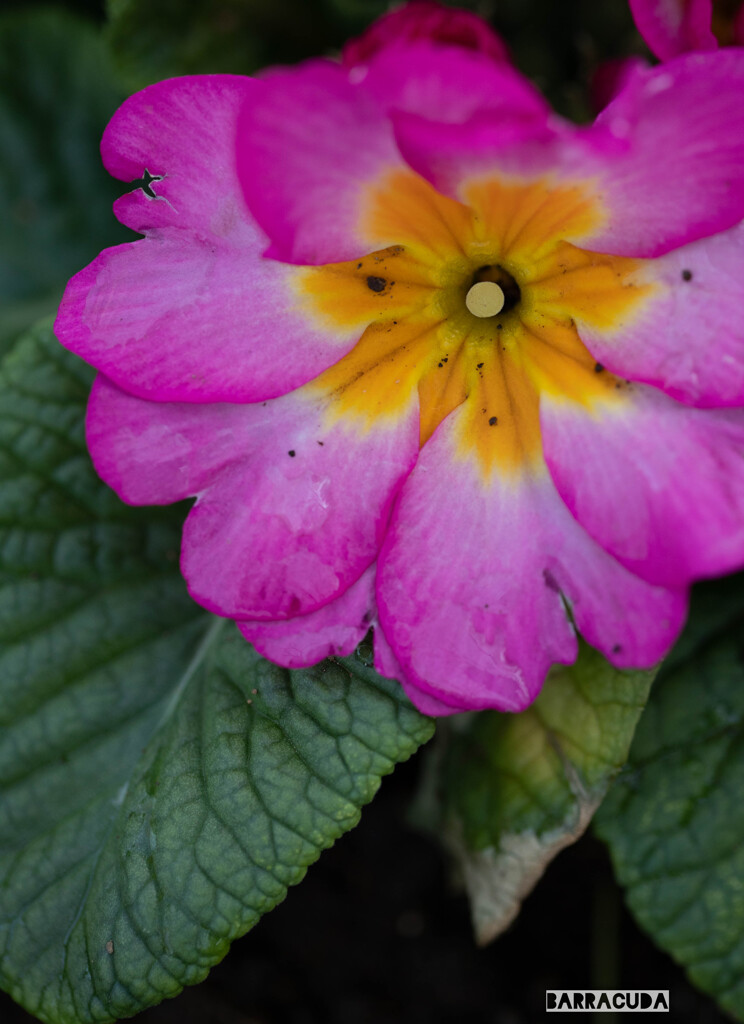 薔薇じゃないけど③