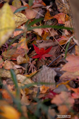 落ち葉シリーズ⑦