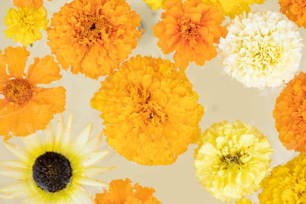 フラワーアレンジメント黄色系