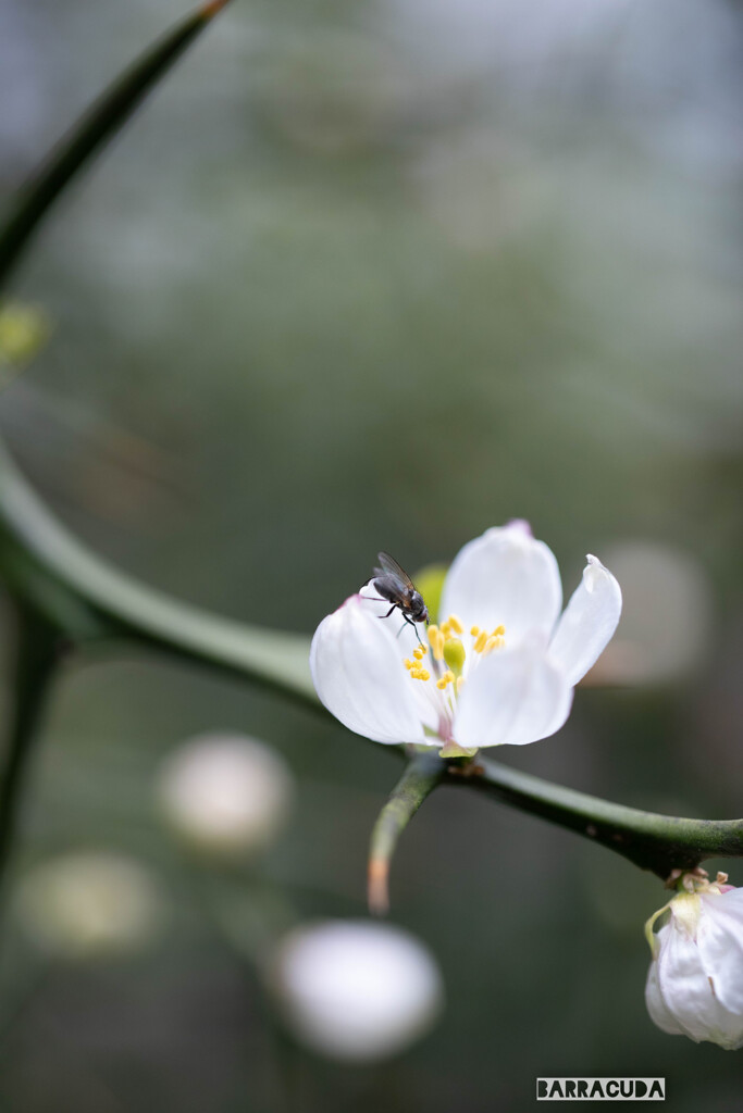 舞岡の名前は知ってそうな虫たち②