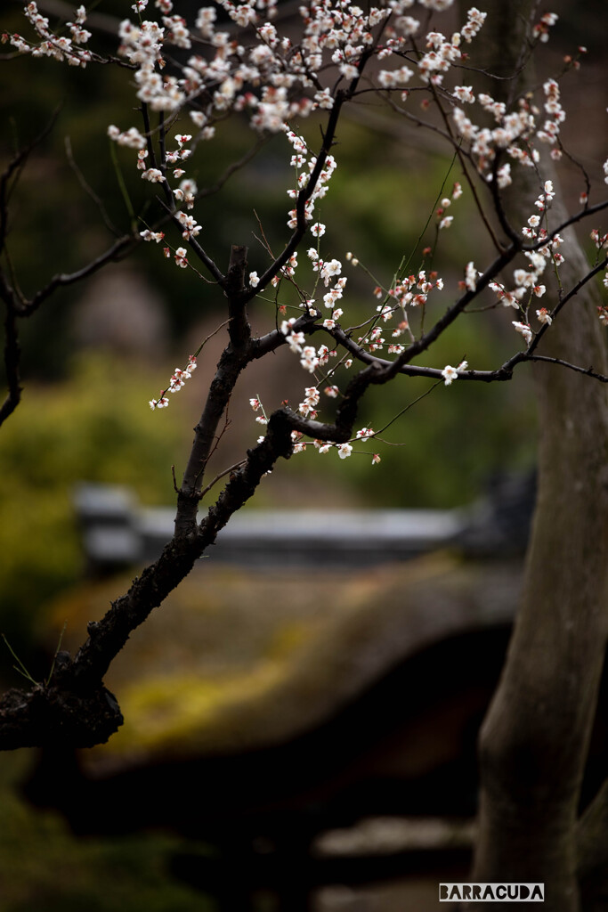 三渓園の梅