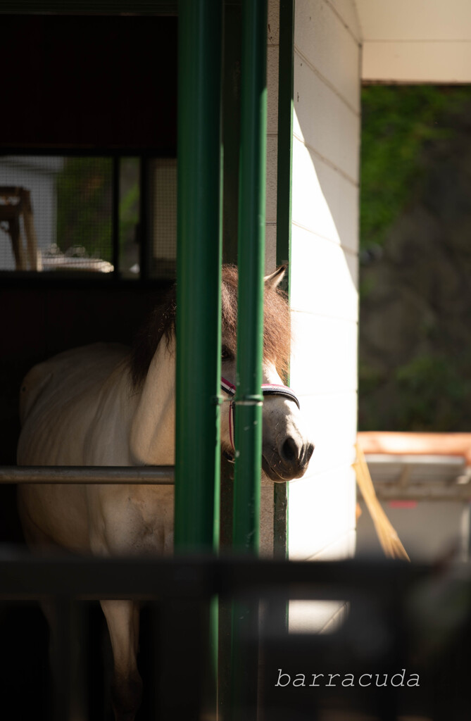 根岸森林公園シリーズ