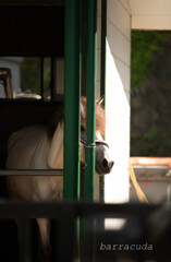 根岸森林公園シリーズ