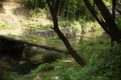 玉川上水緑道シリーズ6