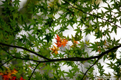 田園調布の宝来公園のモミジ②