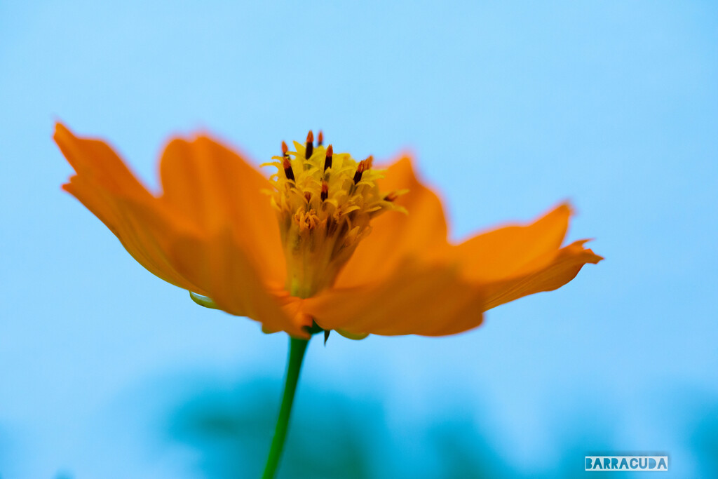灼熱の小石川植物園③