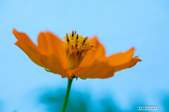 灼熱の小石川植物園③