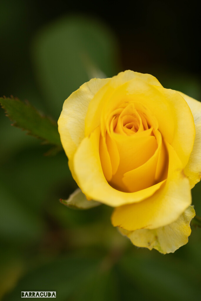 神代植物園：バラ③
