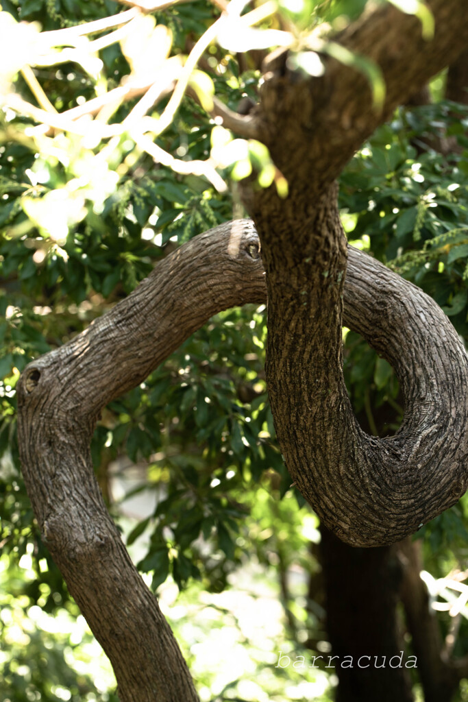 横浜こども植物園にて５
