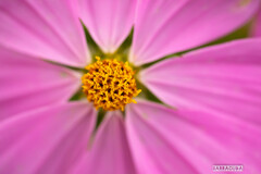 里山ガーデン⑦