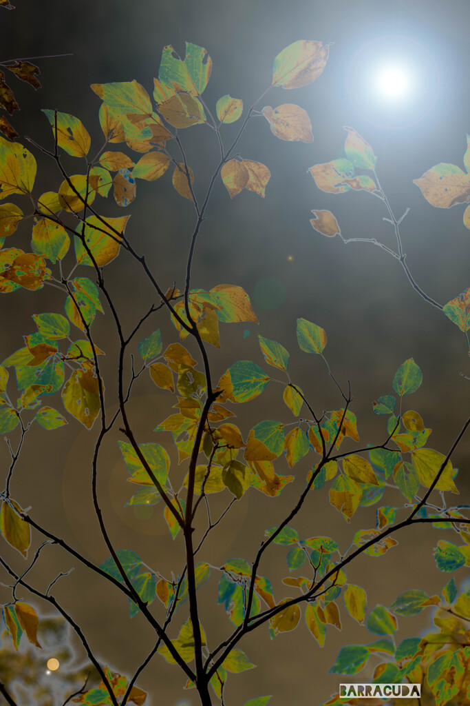 記憶　時間　光