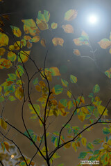 記憶　時間　光