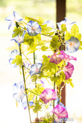 早朝観蓮（れん）会⑥