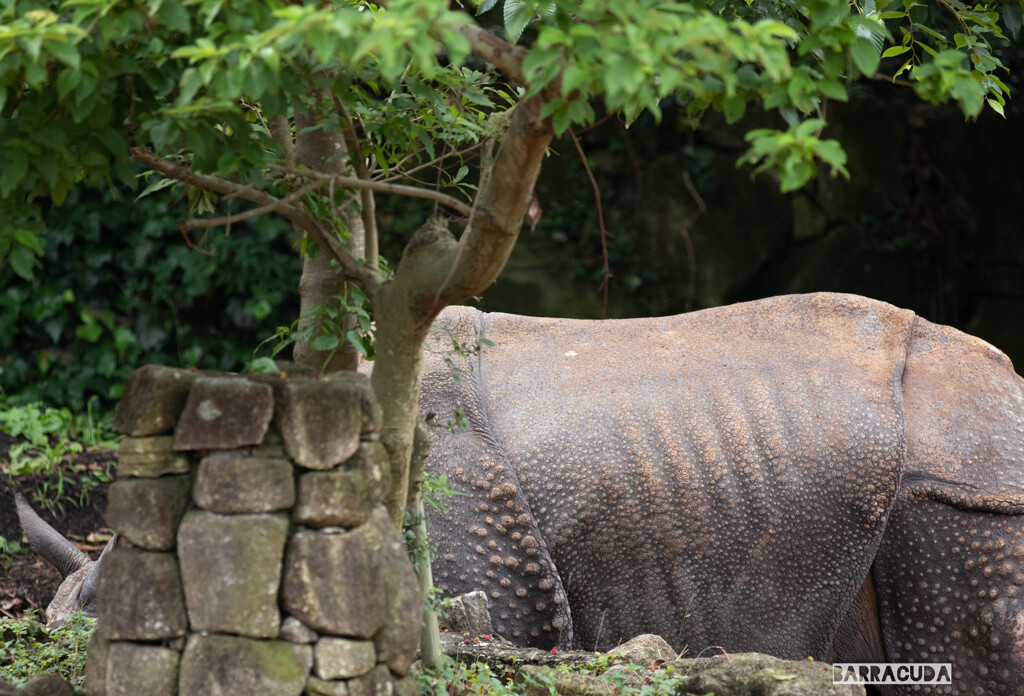 金沢動物園20200621⑦