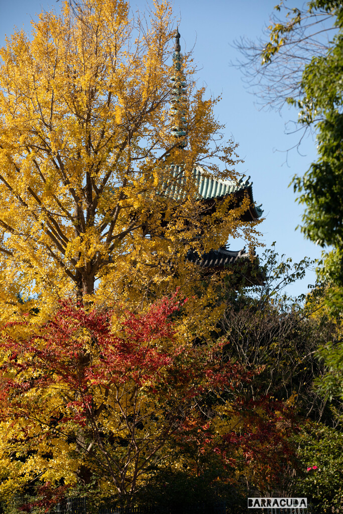 上野公園散策（第一弾）④