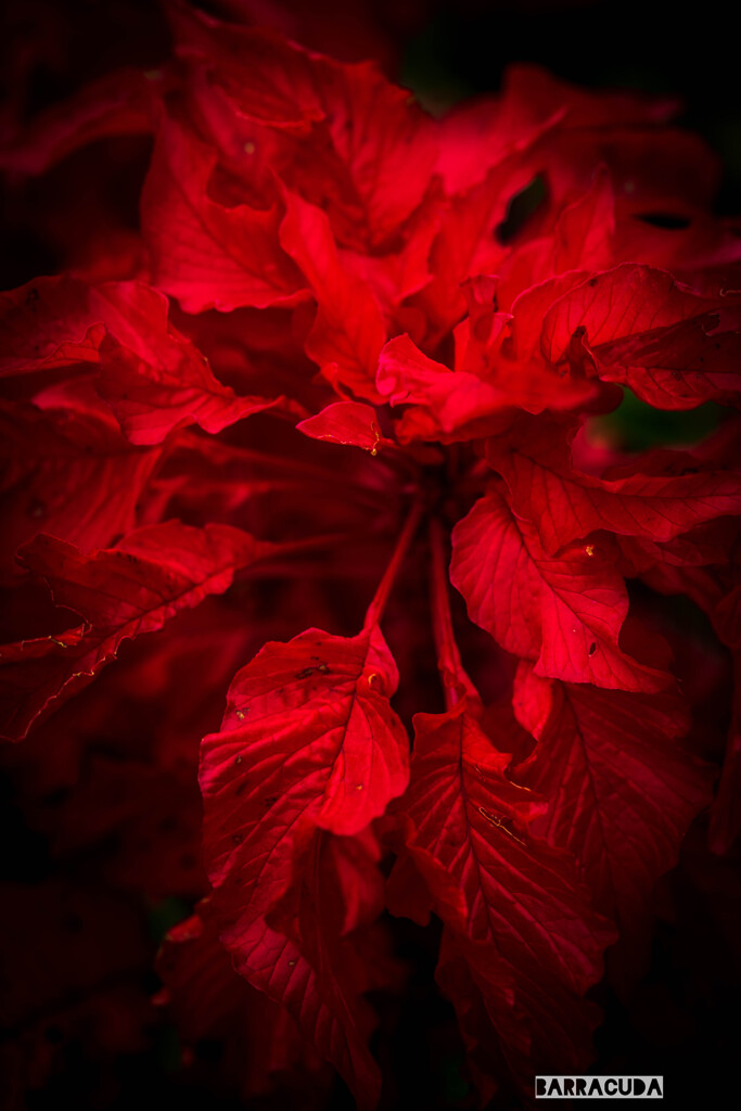 作品『赤と黒』