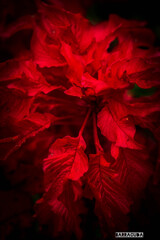 作品『赤と黒』