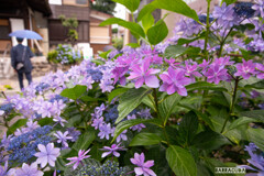 早朝アジサイ観覧④