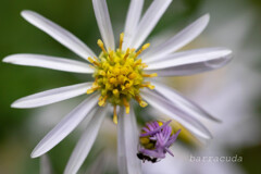 こども植物園の虫たち③